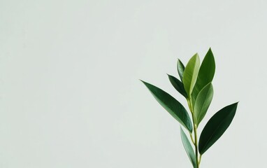 Fototapeta premium Green leaves on a branch against a light green background. Simple, minimalist nature photography