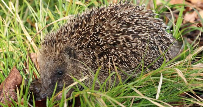 Nahaufnahme von einem Igel im Wald auf einer Wiese.