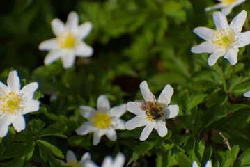 Witness the perfect harmony of nature as a bee delicately gathers nectar from a radiant white anemone flower with a sunlit yellow center, surrounded by lush green foliage.