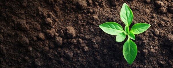 Naklejka premium A soil texture background with growing green leaves