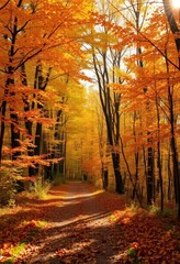 Fototapeta premium Autumnal forest panorama, vibrant foliage, sunlit path, golden leaves, majestic, forest, high resolution