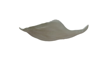 Quahog pearl in venus clam © oxana