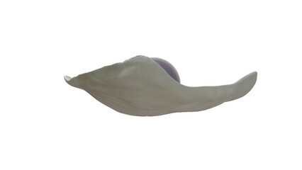 Quahog pearl in venus clam © oxana