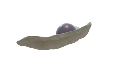 Quahog pearl in venus clam