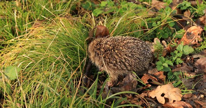 Nahaufnahme von einem Igel im Wald auf einer Wiese. Im Fr&uuml;hling erwacht das Leben im Wald.