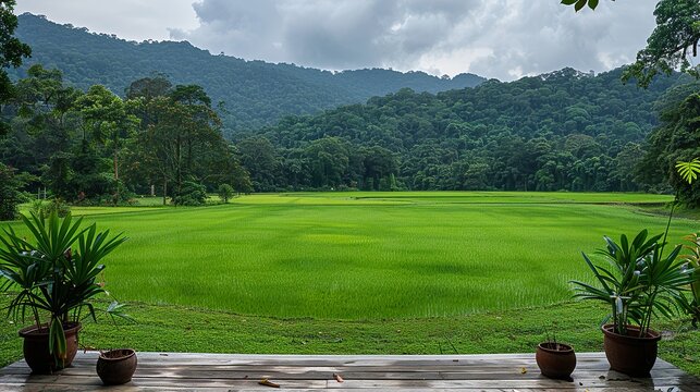 A traditional rice field in rural Asia, with lush greenery surrounding it.  HD 8K wallpaper Photographic Image