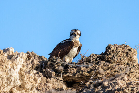 Osprey in Nest at Mono Lake California.