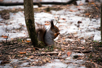A squirrel is gnawing a nut on the ground in a spring forest.