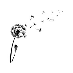 Fluffball of dandelion on white background. Dandelion seeds flying on the breeze during spring. Hand drawn style. Vector summer flower.
