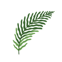 Branch of fern. Green leaf of rainforest. Frond, leafage, foliage of tropical forest. Wild flora, greenery. Floral decoration, botanical decor. Flat isolated vector illustration on white background