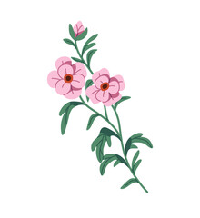 Cosmos flower with pink buds. Branch of cosmea. Gentle wildflower with green stem and leaves. Wild bloom plant, meadow nature, field flora. Flat isolated vector illustration on white background.