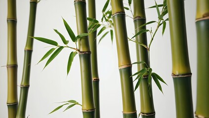 Beautiful green bamboo stalks with leaves against white background