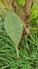 Close Up of a Single Green Leaf Surrounded by Grass