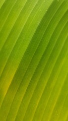Close-Up View of Vibrant Green Leaf Texture with Parallel Lines