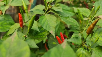 Closeup of Red and Green Chili Peppers on a Lush Green Plant