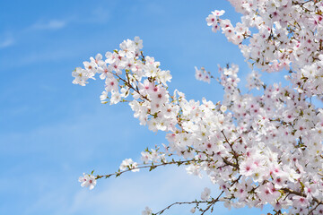 Flowering cherry The Bride branches with flowers