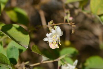 Winter flowering honeysuckle branch with flowers