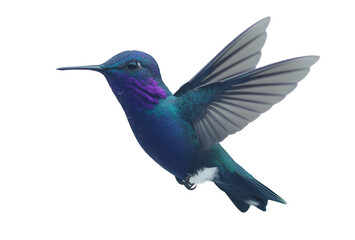 Obraz premium Turquoise hummingbird hovering gracefully with vibrant plumage against a transparent background
