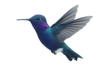 Turquoise hummingbird hovering gracefully with vibrant plumage against a transparent background