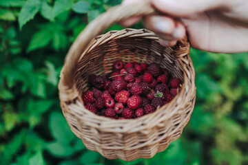 Harvested red berries, basket of raspberry and strawberry, process of collecting, harvesting and...