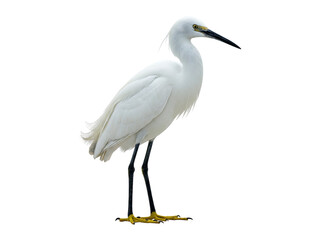 Obraz premium A majestic Little Egret stands alone on a clean white background.