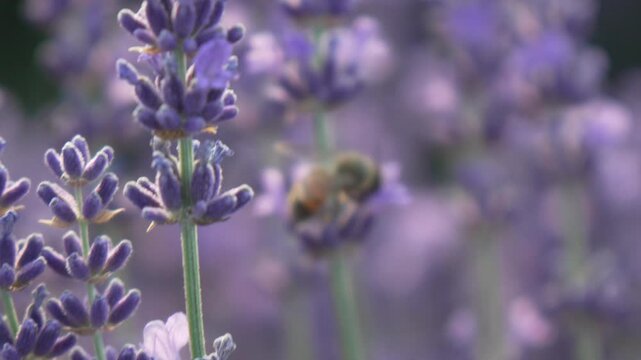 Lavender Blooms in Close Up