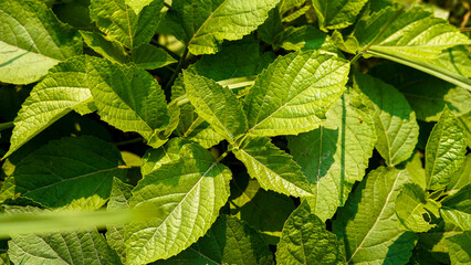 Lush Green Leaves Sunlight Dappled Foliage,