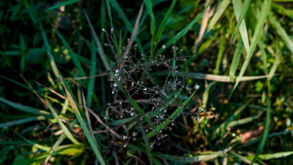 Wildflowers in Green Grass Field Nature