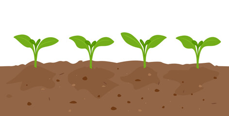 Lush seedling in soil. Yong green plants in garden bed. Vector cartoon flat illustration. 