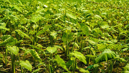 Lush Taro Plant Field Green Leaves Growing Sunlight Agriculture
