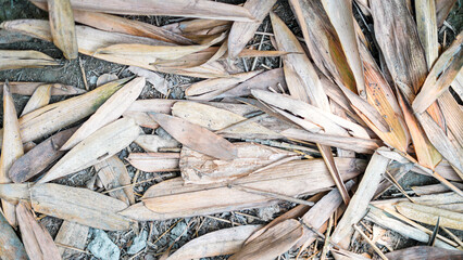 Dried Bamboo Leaves on Ground Natural Texture