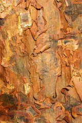 Naklejka premium Acer griseum tree bark texture, which is commonly known as Paperbark Maple, gardening stock photo image