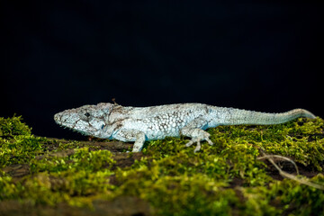 western bearded anole portrait in black background