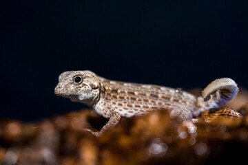 Leopard gecko portrait on black background