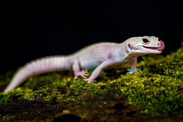 rock gecko lizard on black background