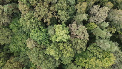 Direct top-down shot of green forest