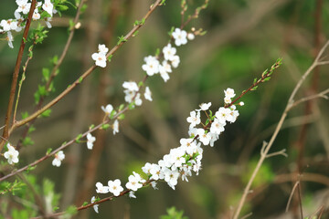 Spring blossom tree, white flowers, pollination, beauty in nature