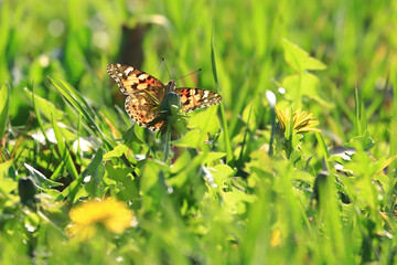 Butterfly Painted lady on dandelion flower in spring