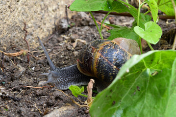 Escargot adulte sort de derri&egrave;re une plante verte