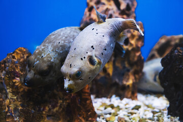 Black-spotted puffer in auquarium with sea water