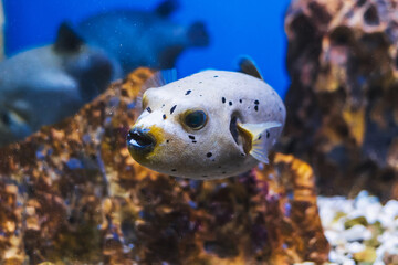 Black-spotted puffer in auquarium with sea water