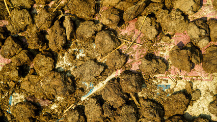 Dried cow dung patties on a mat