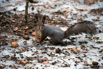A squirrel in a spring forest descends to the ground in search of food.