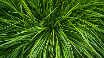 A close up view of vibrant green grass blades growing densely in an outdoor natural environment
