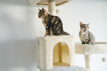 Two cute little kitties at home.