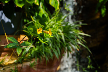 Close-up photo of yellow Allamanda cathartica flowers in bloom