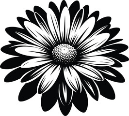 Daisy flower with delicate petals and round center on white background