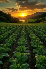 A vibrant sunset illuminates a cultivated field of fresh green crops