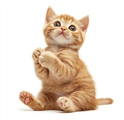 Ginger Kitten Sitting and Looking Up with Paws Together on White