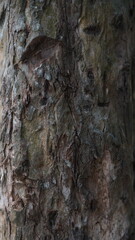 Rough Tree Bark Texture Close Up,